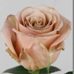 Rosa Hol. Sande Dune 50cm