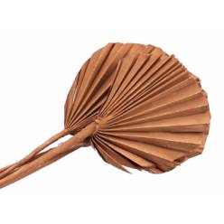 Palms Spear Kind Redondo Marron 40cm (5 Tallos)