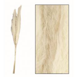 Plumas Pampa Jaxx Nature Seco Blanco 100-115cm (3 Tallos)