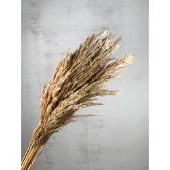 Plumas Reed Long Kyan Seco Azul 75cm 70g