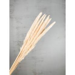 Plumas Pampa Mace Nature Blanco 65-75cm (10 Tallos)