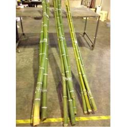 Bamboo Gigante 3-4  2,5m Unidad