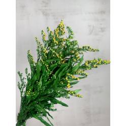 Solidago Preservado 40cm
