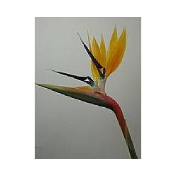 Strelitzia 80cm "CC25"