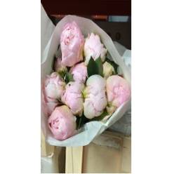 Peonia Hol. F. Nicholis 50cm Rosa