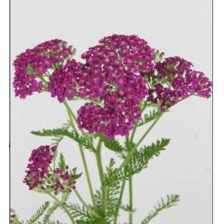 Achilea Hol. Masterclass purple 55cm