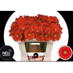 Gerbera Mini Hol. Ketchup Rj "T20"
