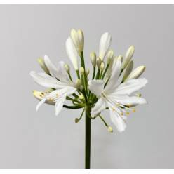 Agapantus Hol. White Grace 85cm