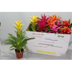 P. Guzmania Mixta 5 Srt 12/50cm x10