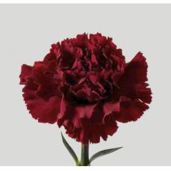 Clavel Col. Fancy Burgundy "T25" Gr.