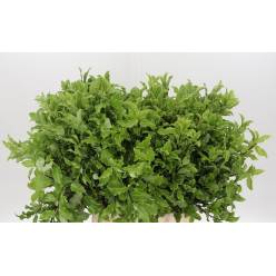Pittosporum Italia Green 50cm 150gr