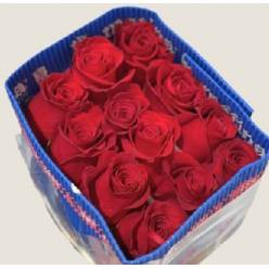 Rosa Col. Freedom 40cm "MAT"