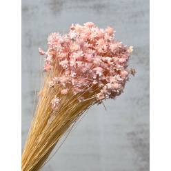 Glixia Seca Rosa Claro 50cm 50g