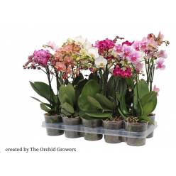P. Phalaenopsis Mf Mixta 6Kl 12/50cm   3T x10