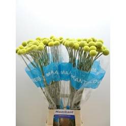 Craspedia Brightstar 70cm x10