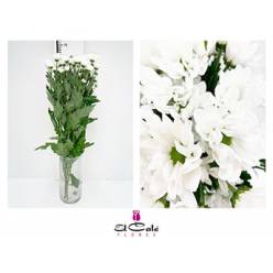 Margarita Hol. Bacardi Chic 100gr Blanco