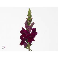 Antirrhinum Hol. Antibes Red 75cm