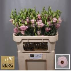 Lisiantus Hol. Lisanne L Pink 70cm 55gr "T10"