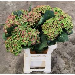 Hortensia Hol. Amethyst Classic 60cm �18/20 Bic.