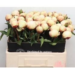 Peonia Hol. Brethour 60cm Bl.