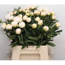 Peonia Hol. Madame Claude 55cm Bl.