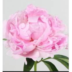 Peonia Hol. pink Giant 55cm Rosa