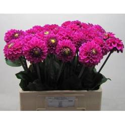 Dalia Hol. Ball Purple Fox 60cm "CC25"
