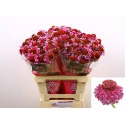 Scabiosa Atro Focal Scoop Bicolor Pink 70cm "T25"