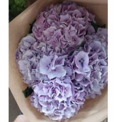 Hortensia Hol. Roy Benefit 60cm 16/18 Lavanda