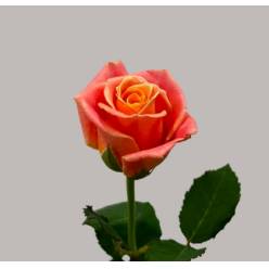 Rosa Hol. Miss Piggy 60cm