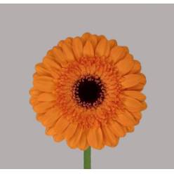 Gerbera Mini Hol. Madison Na "T20"