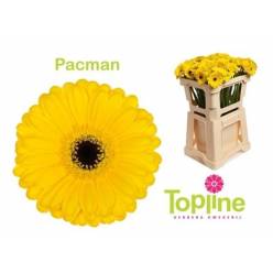 Gerbera Mini Hol. Pacman x20 Am