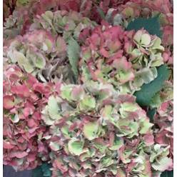 Hortensia Hol. Glow Alps Classic 60cm 20/22 Bic.