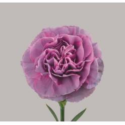 Clavel Hol. 65cm Hypnosis Ma