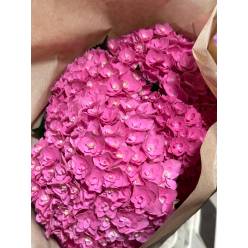 Hortensia Hol. Royal Kiss 60cm 18/20