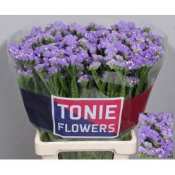 Statice Hol. Sky Wings 65cm 30gr "T25" Mal.