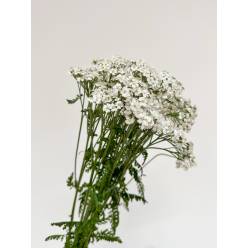 Achilea Hol. White Beauty 55cm