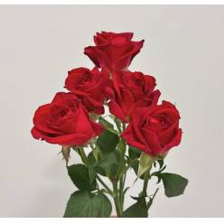 Ramificada Dominica 70cm