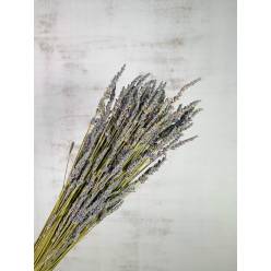 Lavanda Seca 50cm 150g