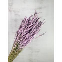 Lavanda Seca Pintada Lila 50cm 150g