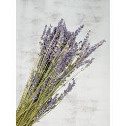 Lavanda "A2" Seca 100g