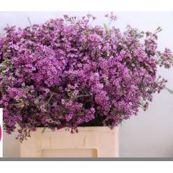 Flor Cera Hol. Purple Star 70cm 40gr Fuc."T25"