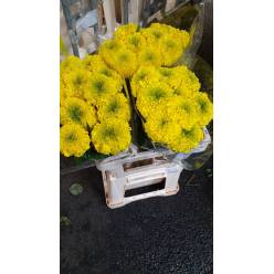 Tagete E Promise Yellow 60cm