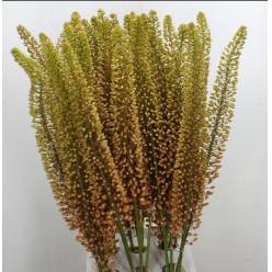 Eremurus Hol. Emmy Ro 90cm (40cm flor) Nar.