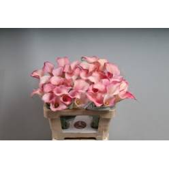 Calla Blushing Lady 55cm Rs.