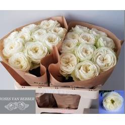 Rosa Hol. Marble Arch 40cm