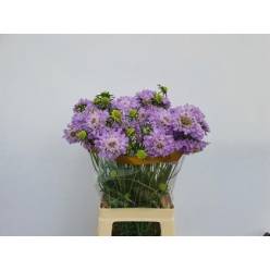 Scabiosa Italia Milka 60cm "T30"