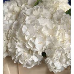 Hortensia Hol. Allure 50cm 16/18