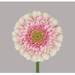 Gerbera Mini Hol. Malou "T20"