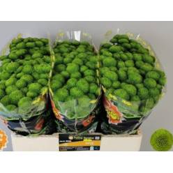Marg. Santini Peptalk 55cm 1200gr x25 Vd